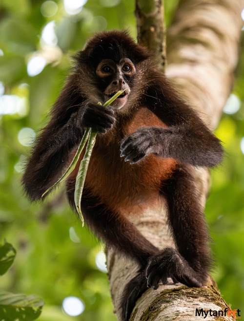 Spider monkey corcovado national park sirena station 
