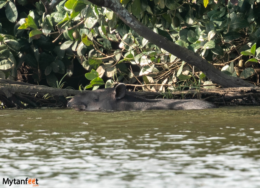 Baird's tapir
