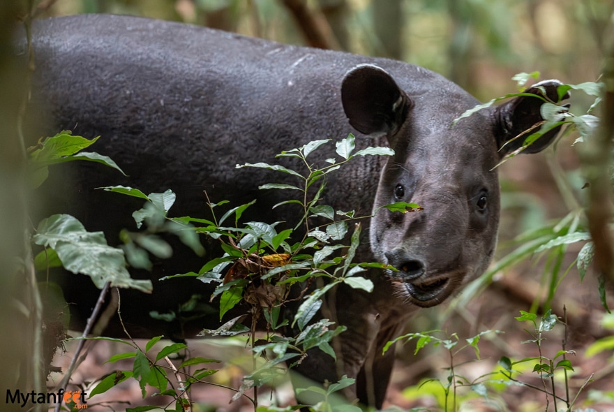 Baird's tapir - adult female 