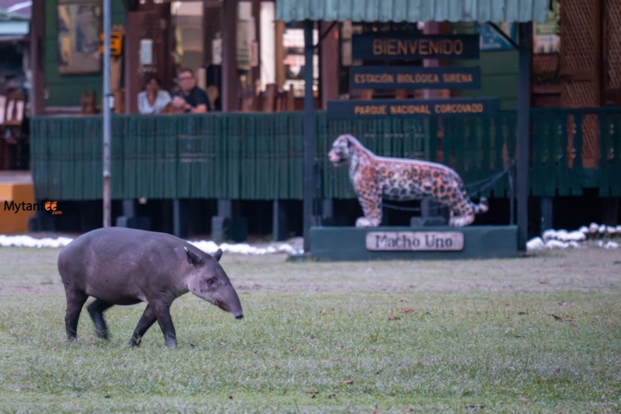 corcovado national park sirena station - baird's tapir walking in front of the national park sign with two people looking at it from the distance 