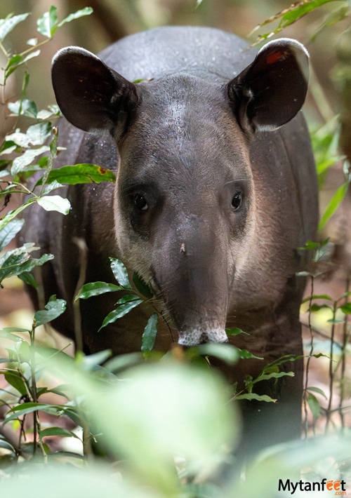 Baby Baird's tapir