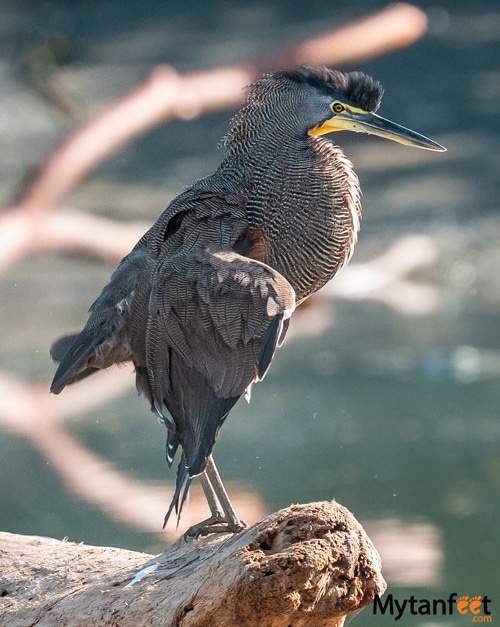 tiger heron