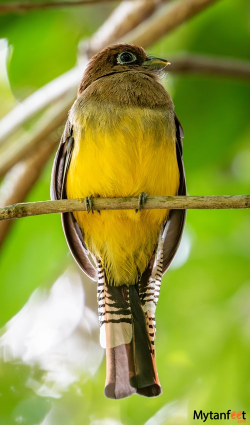 corcovado national park sirena station  black throated Trogon