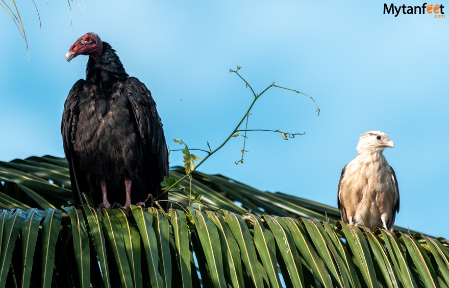 turkey vulture and hawk