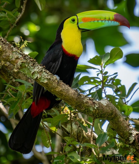 costa rica toucans - keel billed rainbow toucan