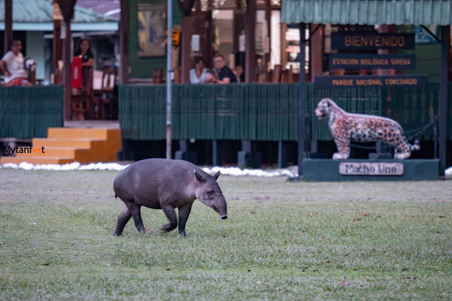 drake bay corcovado national park day trip - a tapir is walking across a field in front of a national park ranger station, there are people sitting inside the station looking out at the tapir