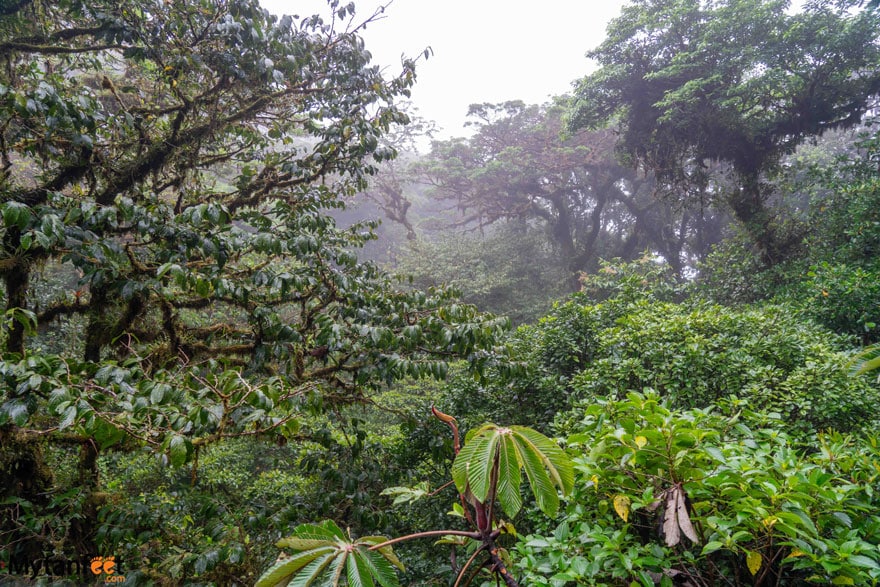 monteverde cloud forest reserve trail