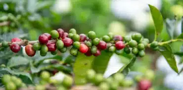 arenal coffee tour booking page featured image
