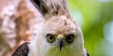 birdwatching around arenal volcano featured image booking page