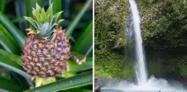 la fortuna watefall la finquita farm tour booking page featured image