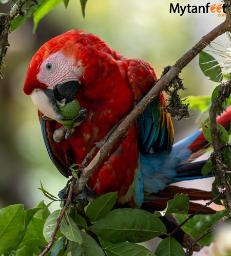 Puerto Jimenez - a photo of a Scarlet Macaw eating a cas fruit sitting in a tree in Costa Rica 