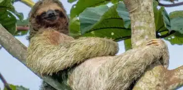 slothies and birds tour booking page featured image