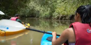 damas island mangrove kayak tour booking page featured image