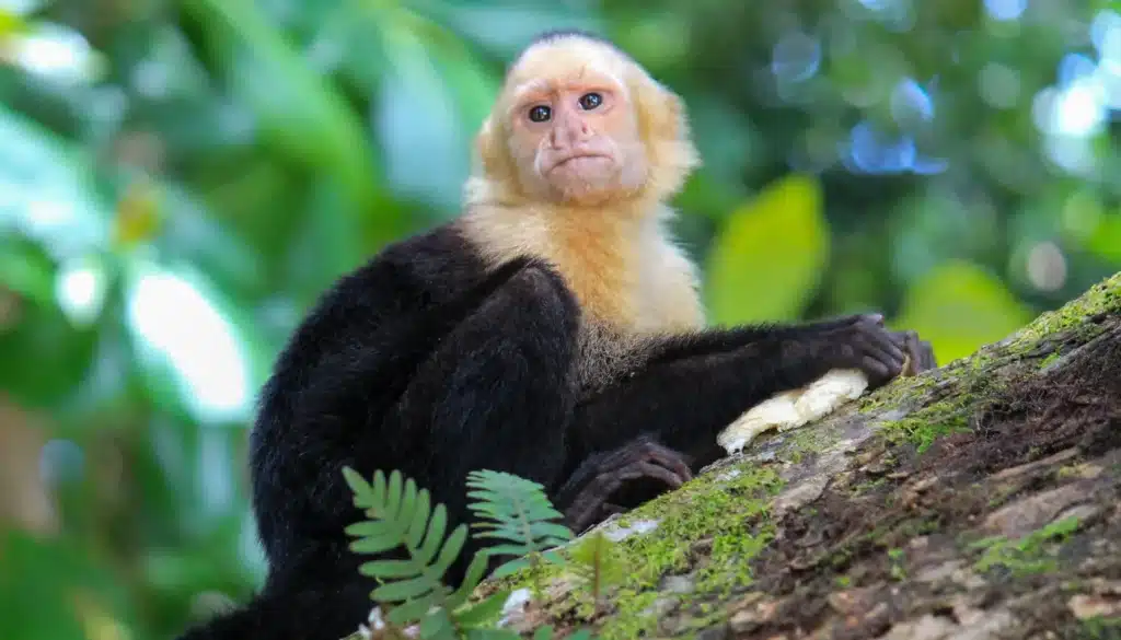 manuel antonio national park tour booking page featured image