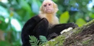 manuel antonio national park tour booking page featured image