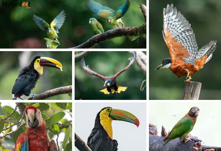Birds of Costa Rica: Orange chinned parrots, yellow throated toucan, montezuma oropendola, ringed kingfisher, scarlet macaw, keel billed toucan, brown hooded parrot 