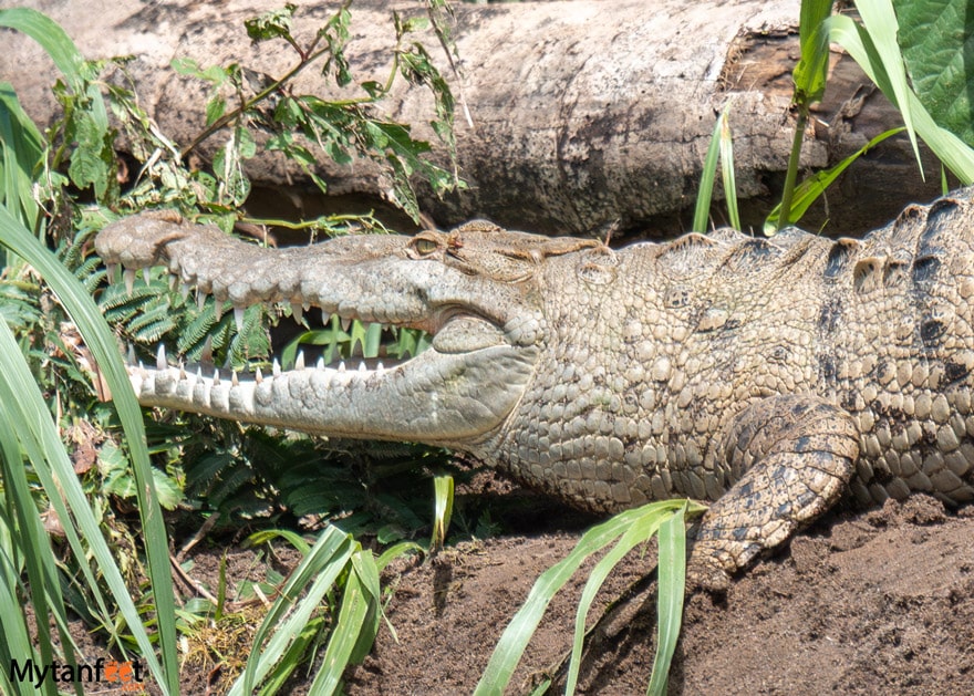 Crocodile 