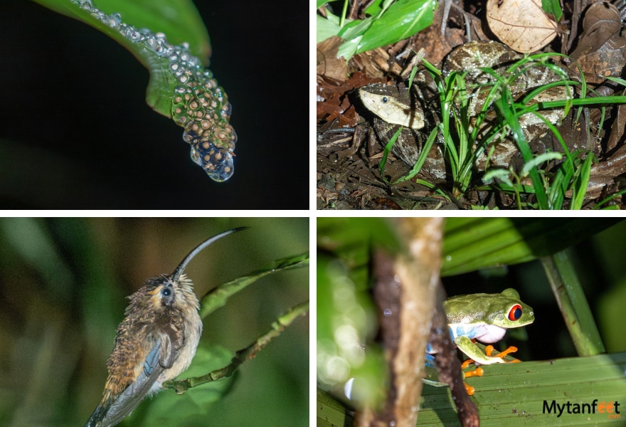 Night walk animals - frog eggs, fer de lance snake, hummingbird and red eyed tree frog 