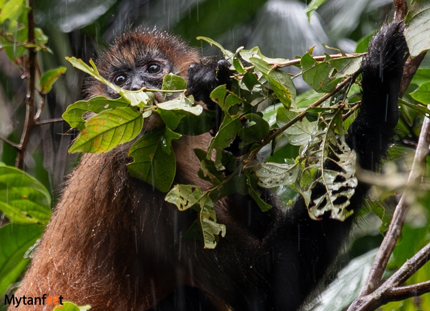 Spider monkey