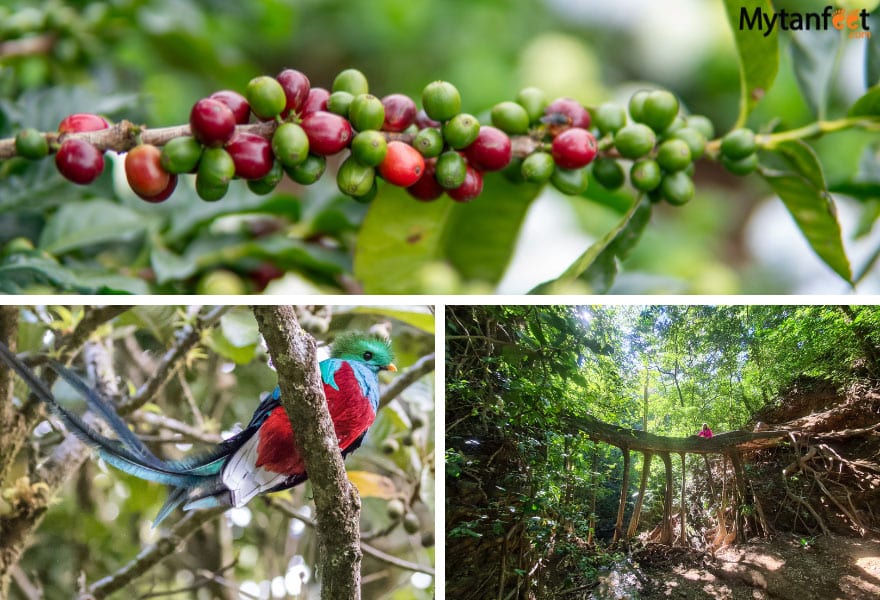2 week Costa Rica birding and wildlife itinerary monteverde 