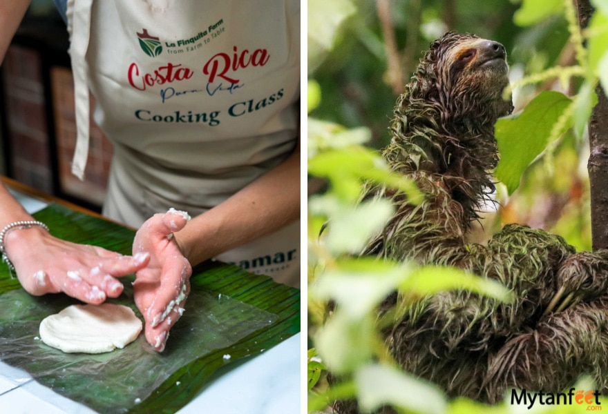 2 week Costa Rica birding and wildlife itinerary