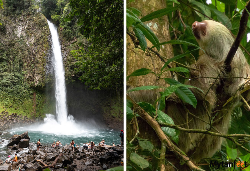 2 week Costa Rica birding and wildlife itinerary