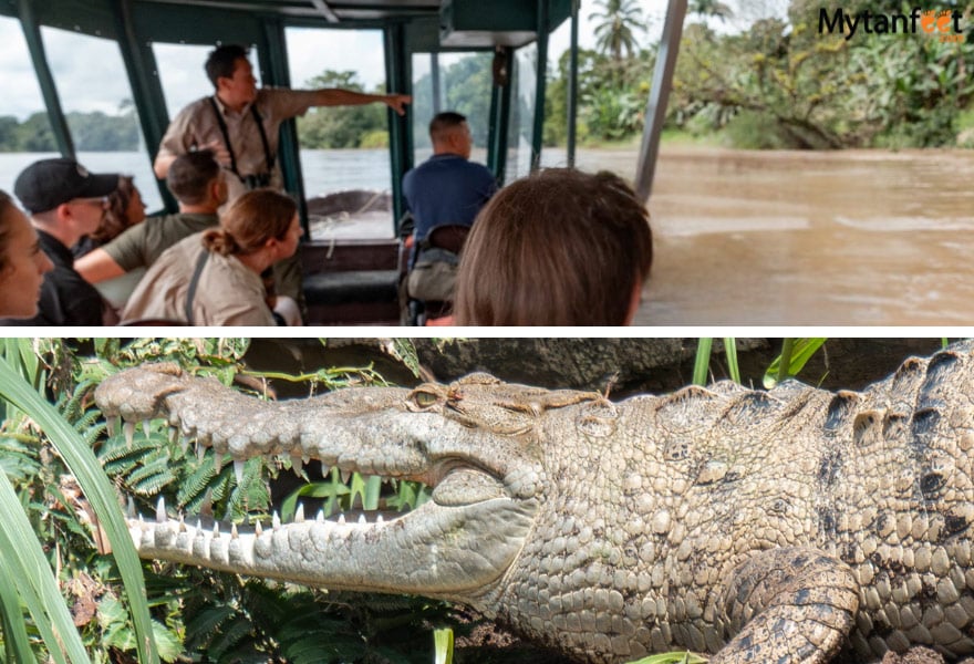 2 week costa rica birding and wildlife itinerary maquenque eco lodge boca tapada boat ride san carlos river
