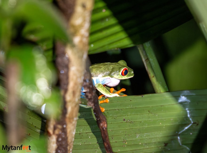 2 week costa rica birding and wildlife itinerary maquenque eco lodge night walk