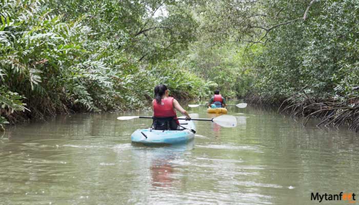 Damas Island Mangrove Kayak Tour