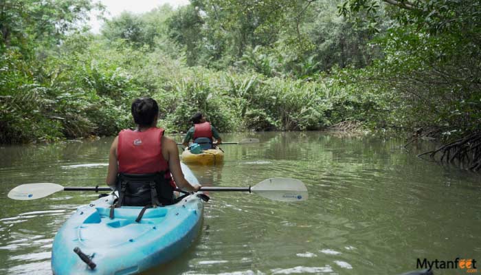 Damas Island Mangrove Kayak Tour