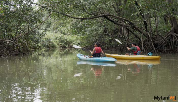 Damas Island Mangrove Kayak Tour