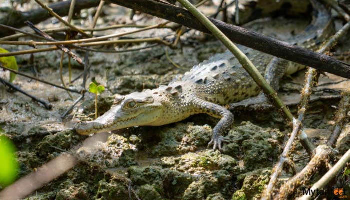 Damas Island Mangrove Kayak Tour baby crocodile