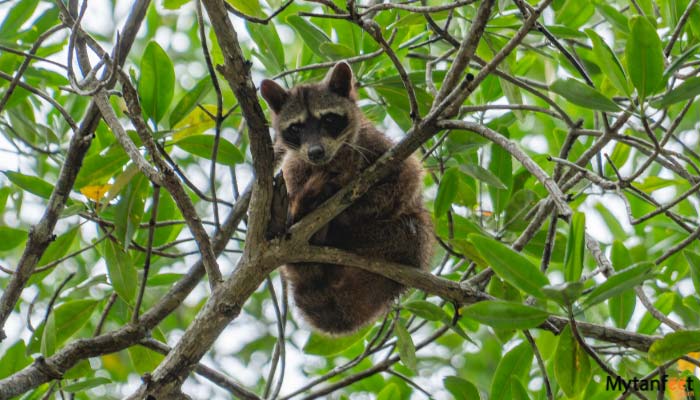 Damas Island Mangrove Kayak Tour raccoon