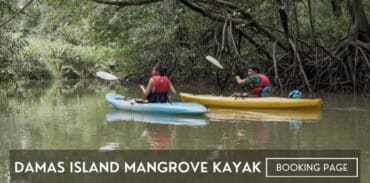 Damas Island Mangrove Kayak Tour