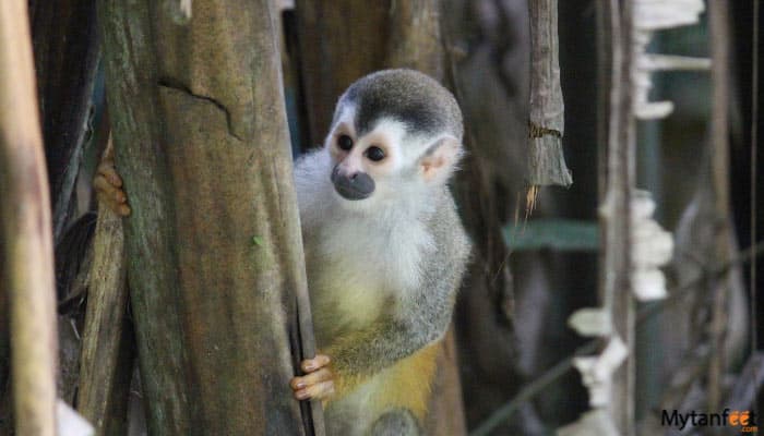 Manuel-Antonio-National-Park-tour-2 Manuel Antonio National Park tour squirrel monkey