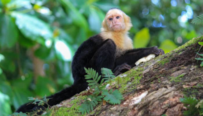 Manuel-Antonio-National-Park-tour-3 Manuel Antonio National Park tour white face monkey