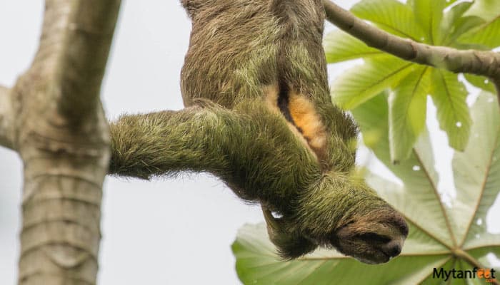 Manuel-Antonio-National-Park-tour1 Manuel Antonio National Park tour three toed sloth