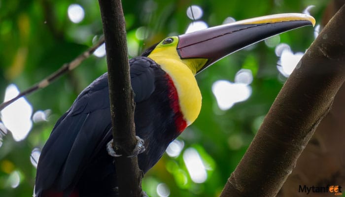 toucan