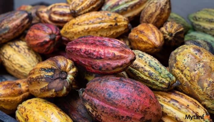 arenal chocolate tour