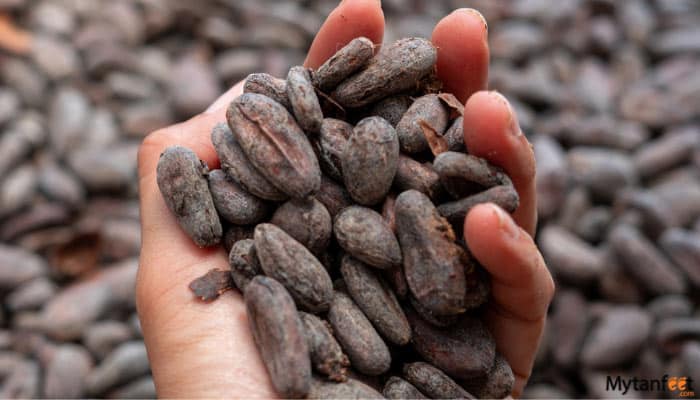 arenal chocolate tour