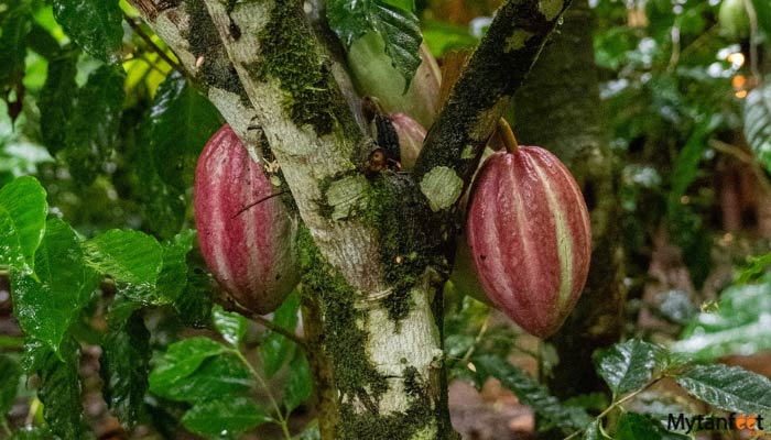 arenal chocolate tour