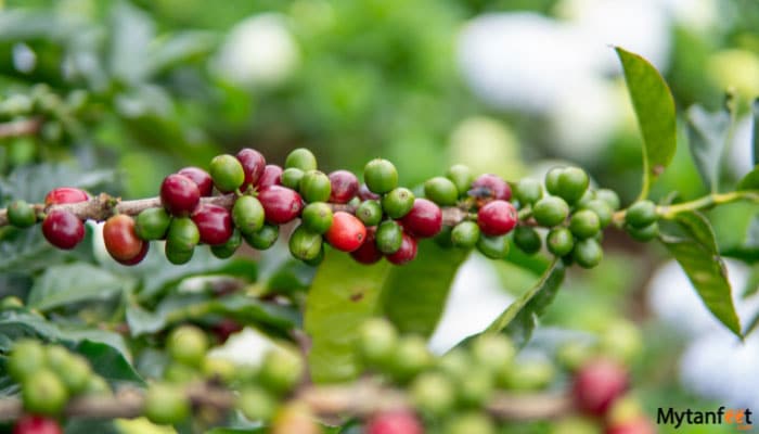 arenal coffee chocolate and sugar cane