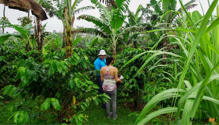 arenal coffee tour
