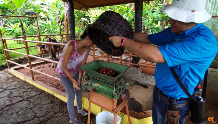 arenal coffee tour