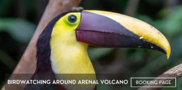 birdwatching around arenal volcano