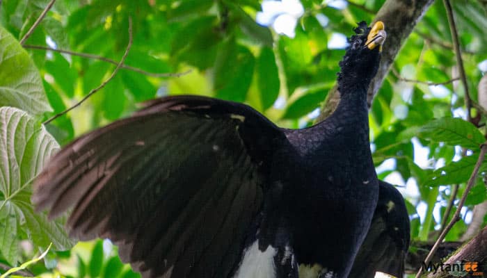 birdwatching around arenal volcano