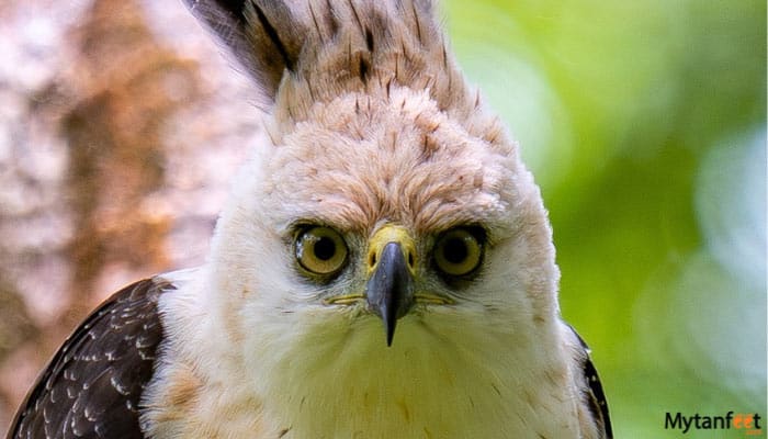 birdwatching around arenal volcano