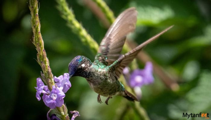 birdwatching around arenal volcano