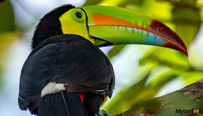 birdwatching around arenal volcano