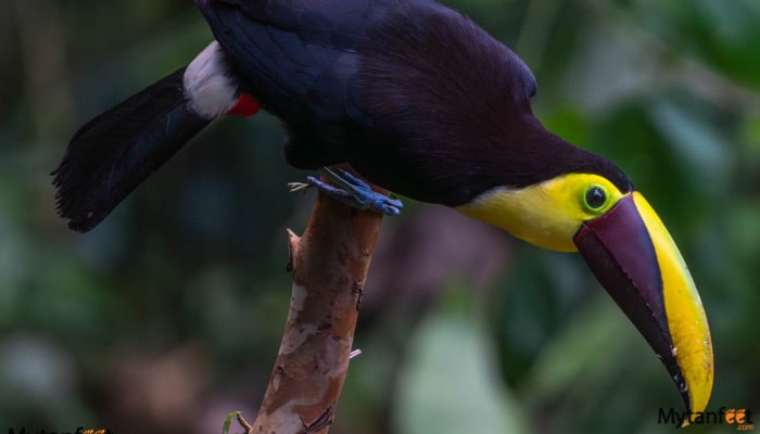 birdwatching around arenal volcano